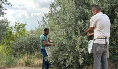 Hatay’da deprem bölgesinde yüz güldüren hasat