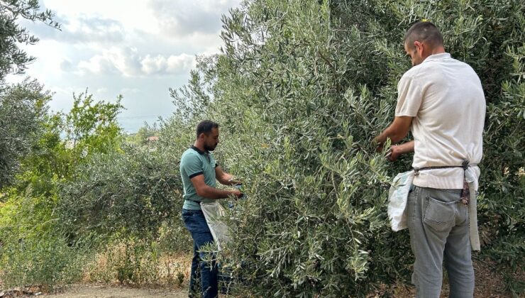 Hatay’da deprem bölgesinde yüz güldüren hasat