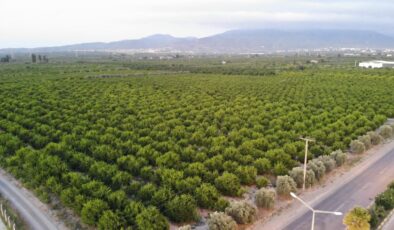 Hatay’da komandolar narenciye nöbetinde