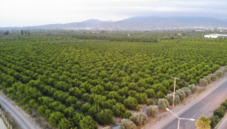 Hatay’da komandolar narenciye nöbetinde