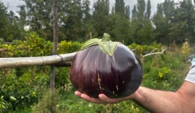 Ispartalı çiftçi bahçesinde 2 kilo 200 gramlık patlıcan yetiştirdi