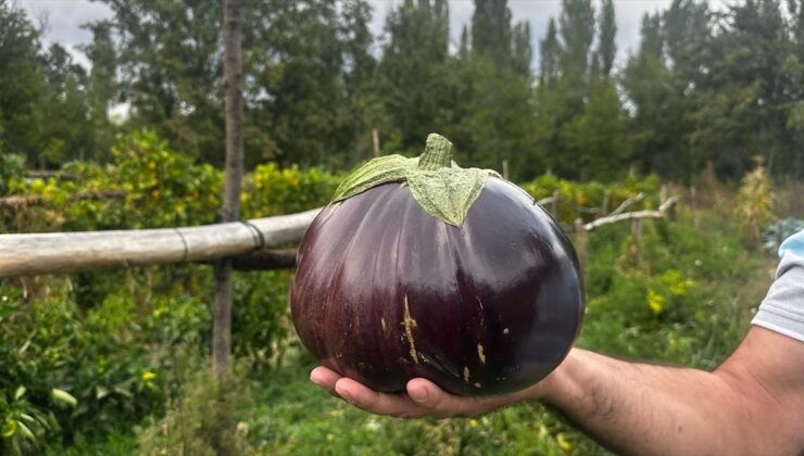 Ispartalı çiftçi bahçesinde 2 kilo 200 gramlık patlıcan yetiştirdi