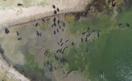 İstanbul’da Afrika’yı aratmayan görüntüler kameralara yansıdı