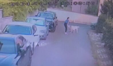 İstanbul’da kangal dehşeti: Sahipli köpeği parçaladı