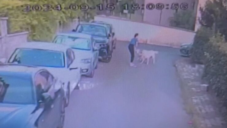 İstanbul’da kangal dehşeti: Sahipli köpeği parçaladı