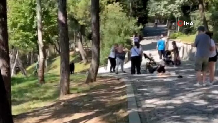 İstanbul’da köpeğini tasmasız gezdiren şahıs kendisini uyaranlara saldırdı