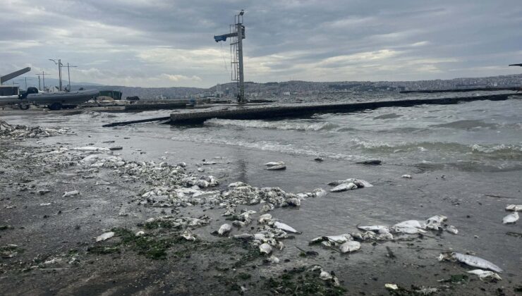 İzmir Körfezi’nde kirlilik alarmı: Kötü koku ve balık ölümleri devam ediyor