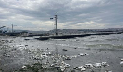 İzmir Körfezi’ndeki kirlilik balık satışını vurdu