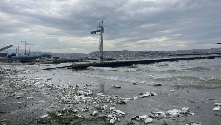 İzmir Körfezi’ndeki kirlilik balık satışını vurdu