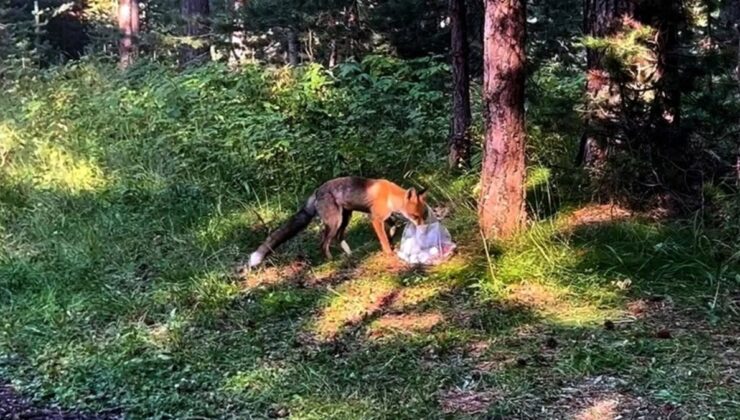 Kars Sarıkamış’ta kızıl tilki piknikçilerin yemeğine ortak oldu