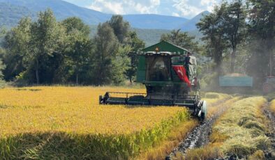 Kastamonu’da çeltik hasadına dualarla başlandı