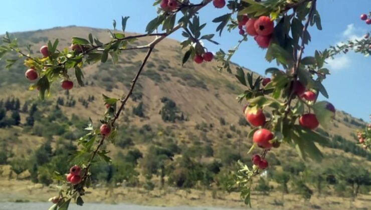 Kayseri’de Ali Dağı’nda sonbahar renkleri