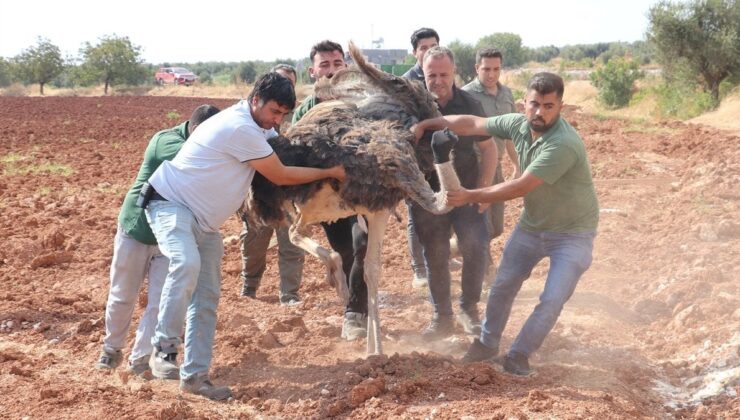 Kilis’te sahipsiz deve kuşu koruma altına alındı