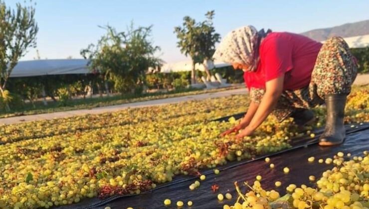 Manisa’da üzüm üreticilerinin gözü kulağı meteorolojide