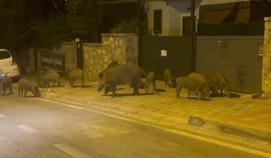 Muğla’da aç kalan domuzlar görüntülendi