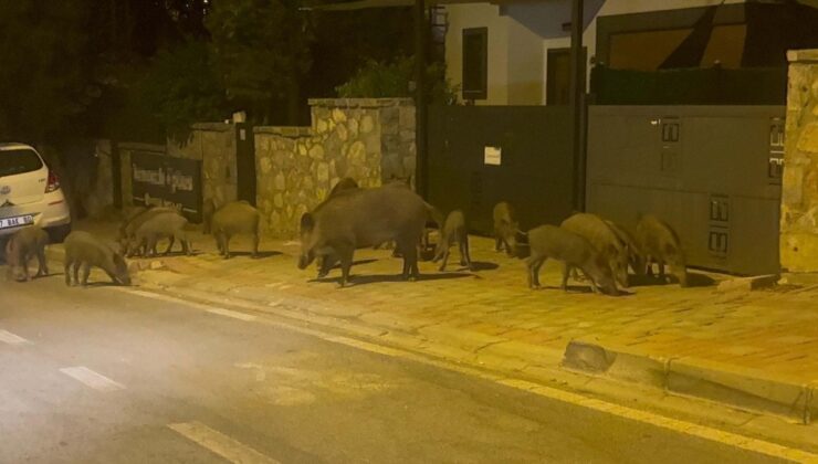 Muğla’da aç kalan domuzlar görüntülendi