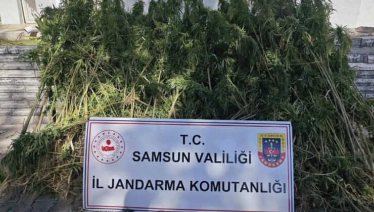 Samsun’da jandarma 728 kök kenevir bitkisi ele geçirdi