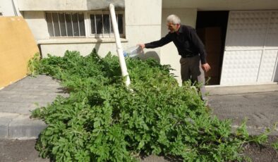 Sivas’ta betonda karpuz yetişti: Görenler gözlerine inanamadı