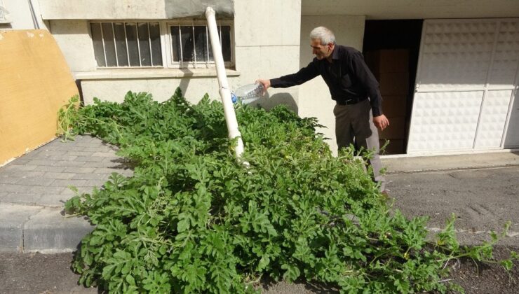 Sivas’ta betonda karpuz yetişti: Görenler gözlerine inanamadı