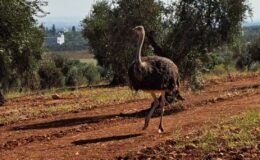 Suriye’den sınırı geçen deve kuşu Türkiye’de yakalandı