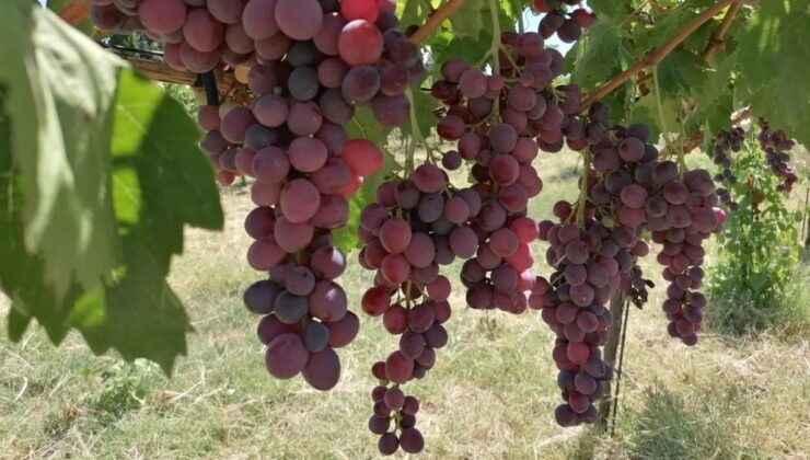 Tekirdağ’da üretici yeni üzüm çeşitleri için kolları sıvadı