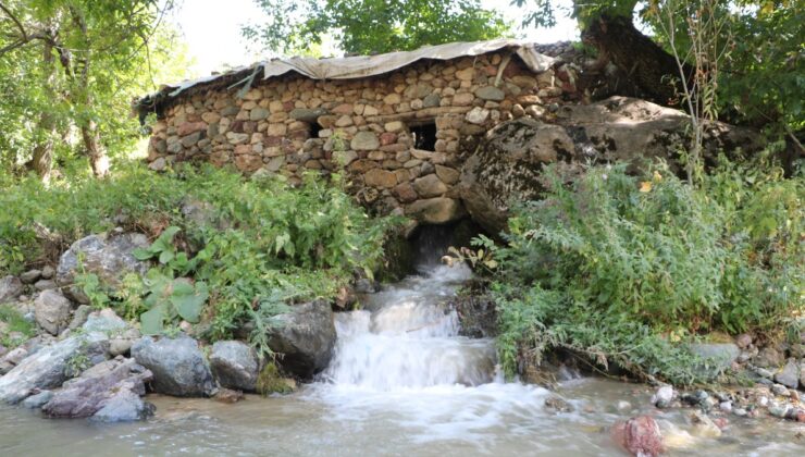 Yüksekova’da 155 yıllık su değirmeni ile buğday öğütüyor