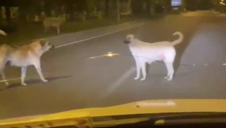 Adıyaman’da başıboş köpekler kazaya neden oluyor