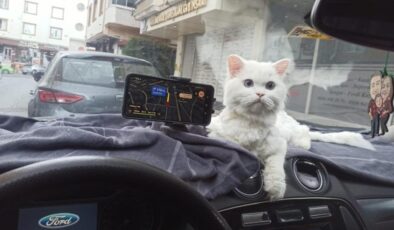 Arnavutköy’de kapısı 10 saniye açık unutulan binadaki kedi çalındı