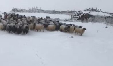 Artvin’de kar yağışı sürü sahiplerine zor anlar yaşattı