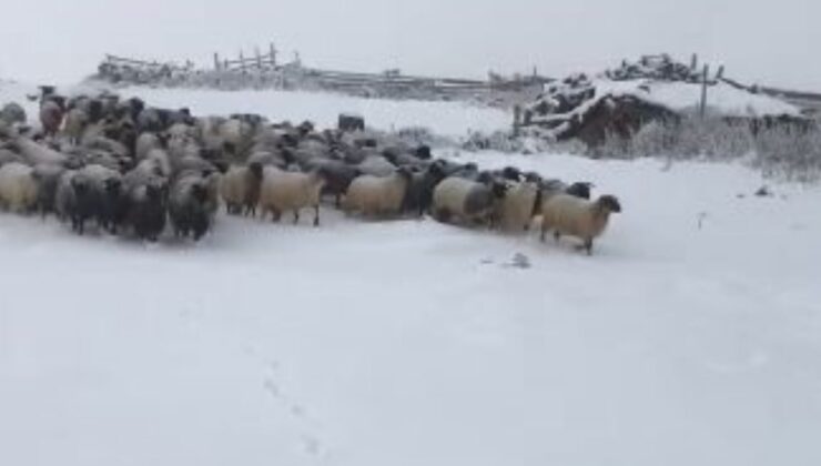 Artvin’de kar yağışı sürü sahiplerine zor anlar yaşattı