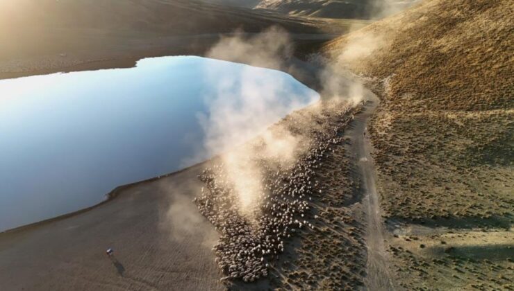 Bitlis’te sürülerin su yolculuğundan seyrine doyulmaz manzaralar çıktı