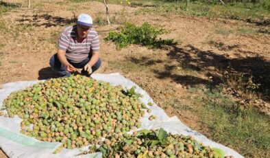 Denizli’nin Çameli ilçesinde ceviz hasadı başladı