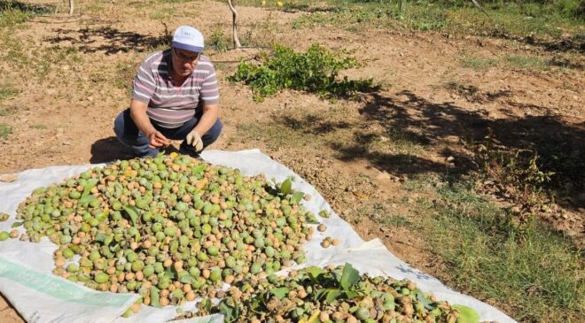 Denizli’nin Çameli ilçesinde ceviz hasadı başladı