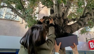 Erzincan’da ağaçtan inmeyen kedi için mamalı ikna