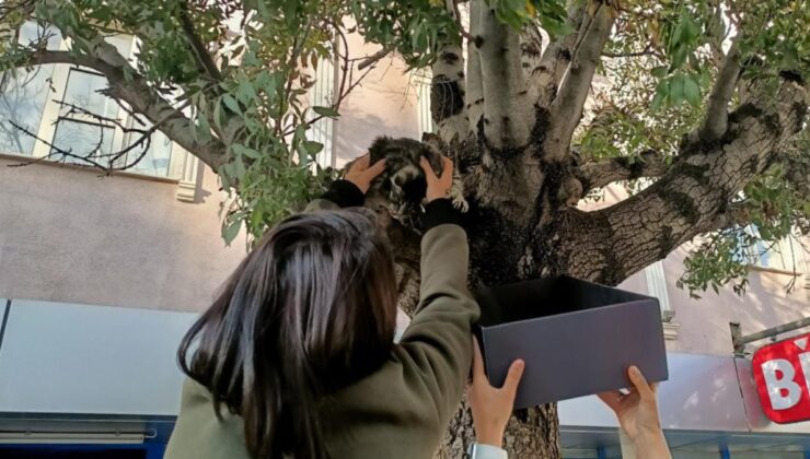 Erzincan’da ağaçtan inmeyen kedi için mamalı ikna