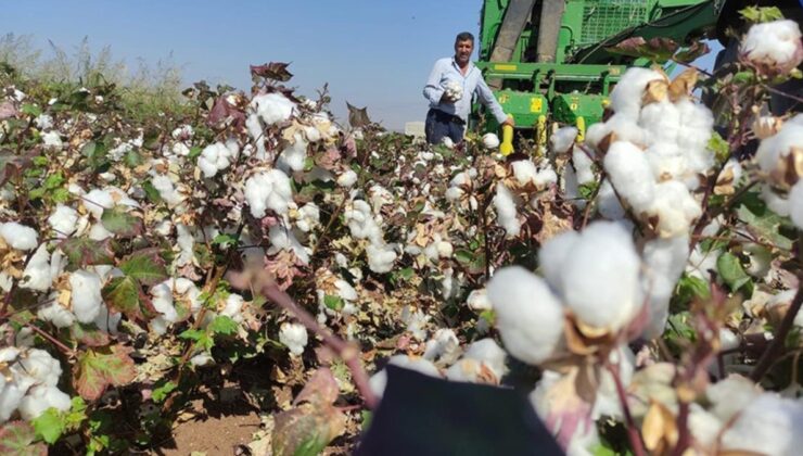 Gaziantep Araban Ovası’nda pamuk hasadı zamanı