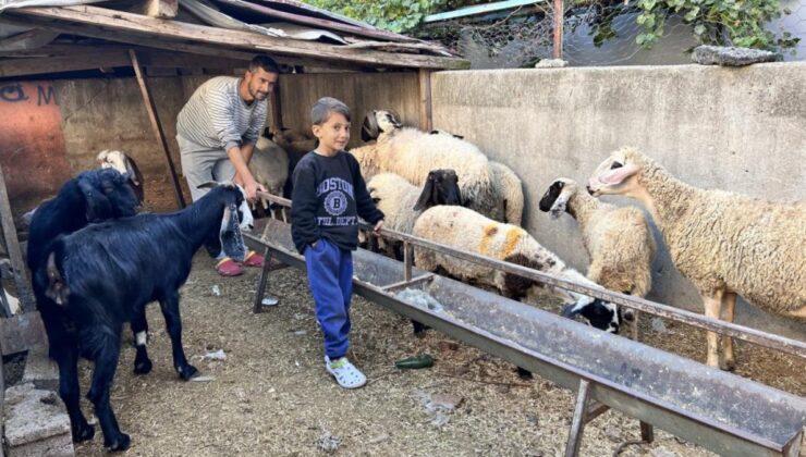 Hatay’da depremzedenin koyunları çalındı, polis umut oldu