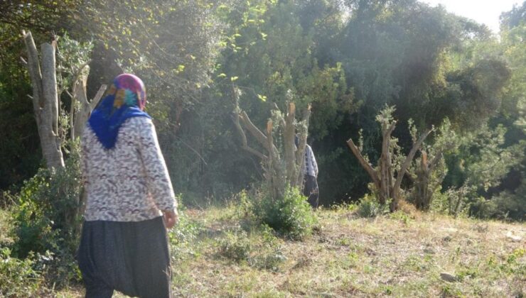 Kahramanmaraş’ta arazi kavgasında ağaçları kesti