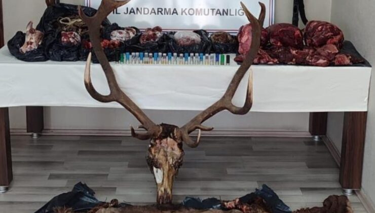 Kastamonu’da kaçak geyik avcılarına ceza yağdı