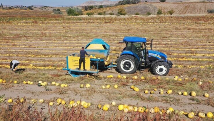 Nevşehir’de patatesin yerini kabak çekirdeği üretimi aldı