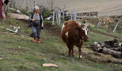 Ordu’da 40 yıldır besicilik yaparak ailesinin geçimini sağlıyor