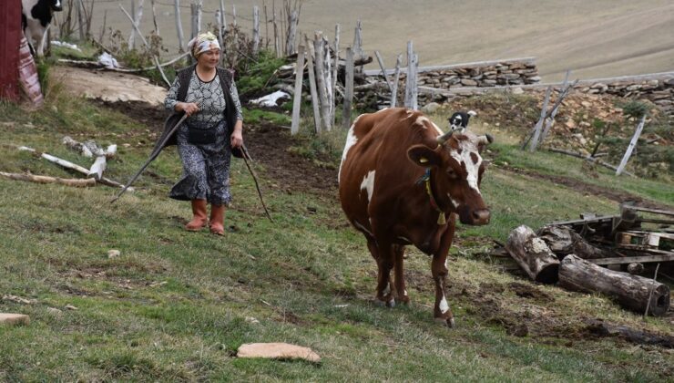 Ordu’da 40 yıldır besicilik yaparak ailesinin geçimini sağlıyor