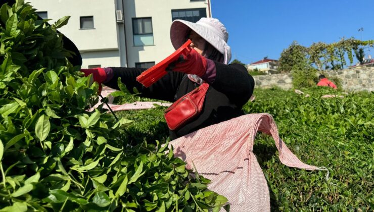 Rize’de çaya 4. sürgün geldi, üretici memnun