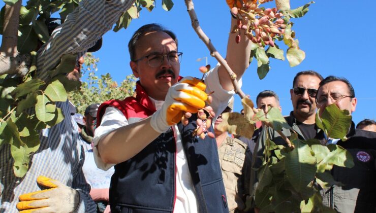 Siirt’te festivalle birlikte fıstık hasadı yapıldı