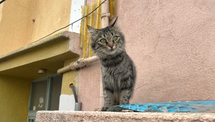 Sivas’ta kedi yüzünden baba ve oğluna ateş açtı