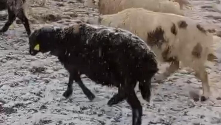 Tokat’ta yaylada otlayan koyunlar kar altında kaldı