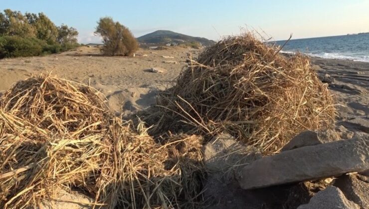 Antalya’da sahildeki kum zambaklarına iş makineli tahribat