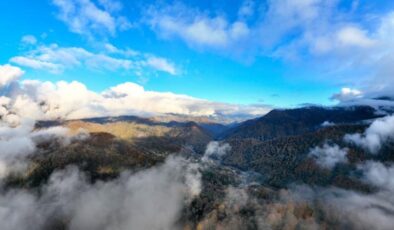 Artvin ormanlarında renk cümbüşü