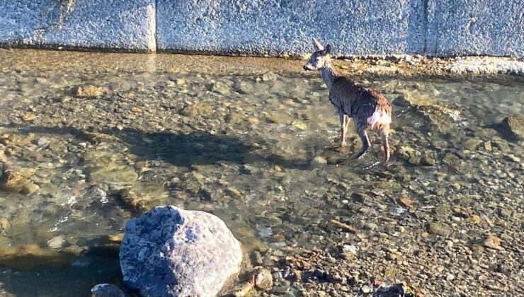 Artvin’de dereye düşen karacayı, jandarma ekipleri kurtardı