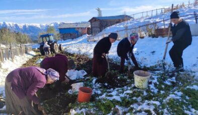 Artvin’de kar altında hasat